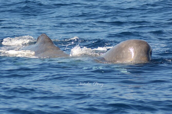 Whale Watching Activity in North Coast - Price and What You Actually Get for About $84