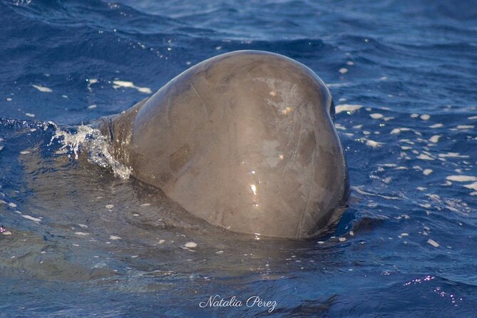 Whale Watching Activity in North Coast - Whale Time: Sperm Whales and Close-Up Viewing