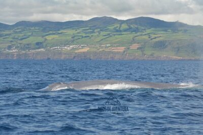 Whale Watching Activity in North Coast - Semi-Rigid Boat Comfort: Jackets, Vests, and What to Wear