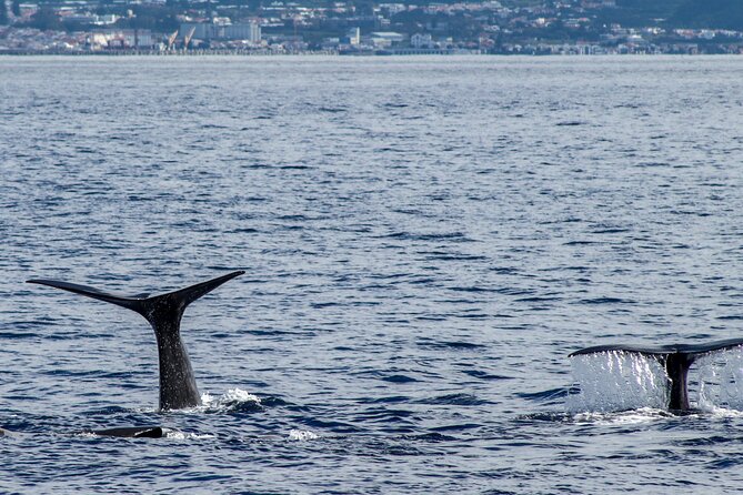 Whale Watching Activity in North Coast - Learning the Ecosystem: Marine Species Beyond the Main Event