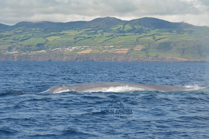 Whale Watching Activity in North Coast - Semi-Rigid Boat Comfort: Jackets, Vests, and What to Wear