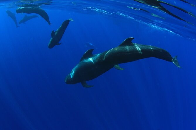 Whale watching and listening Eco-Catamaran Tour with Food Tasting - Meeting Point: White Tenerife at Marina Puerto Colón