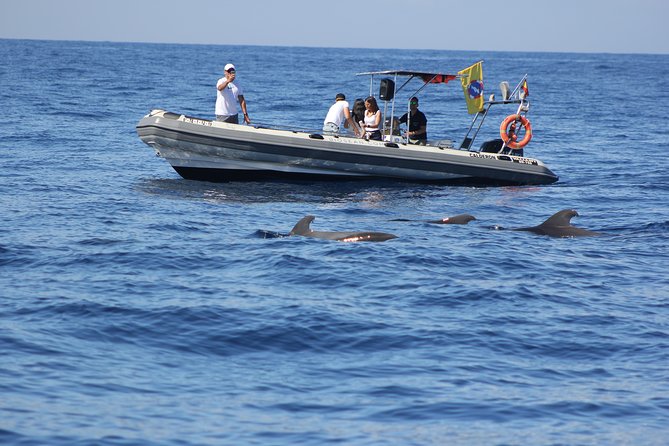 Whale Watching and Marine Science Tour - Whale Watching and Marine Science on Tenerife: The Big Idea