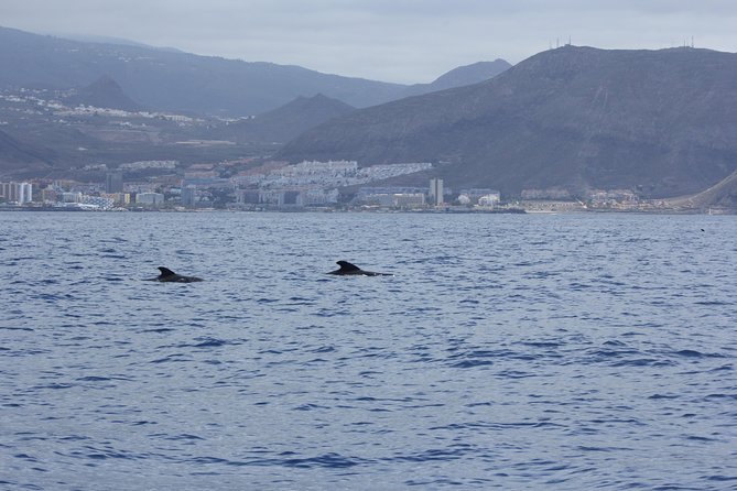 Whale Watching and Marine Science Tour - Rasca Lighthouse and Malpaís de Rasca: The Volcanic Stop You’ll Enjoy