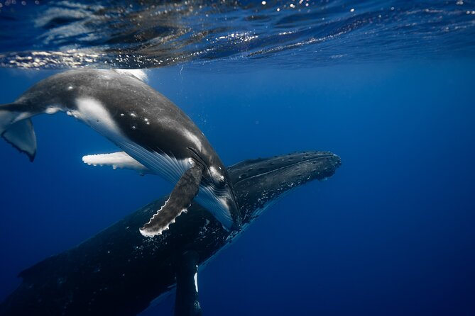 Whale watching and snorkelling in Moorea - Key things I’d prioritize before you go