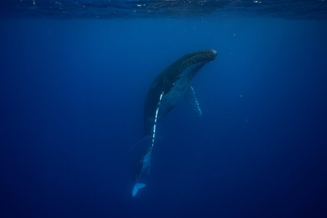 Whale watching and snorkelling in Moorea - Why Moorea’s humpback season feels so close