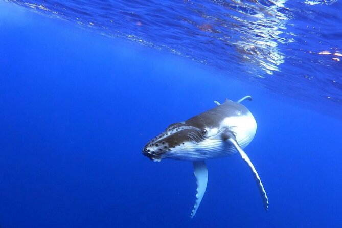 Whale watching and snorkelling in Moorea - Snorkeling in Moorea’s open ocean: the rules you can’t ignore
