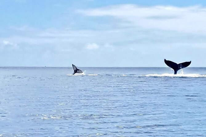 Whale watching and snorkelling in Moorea - What you might see besides whales (and why it matters)