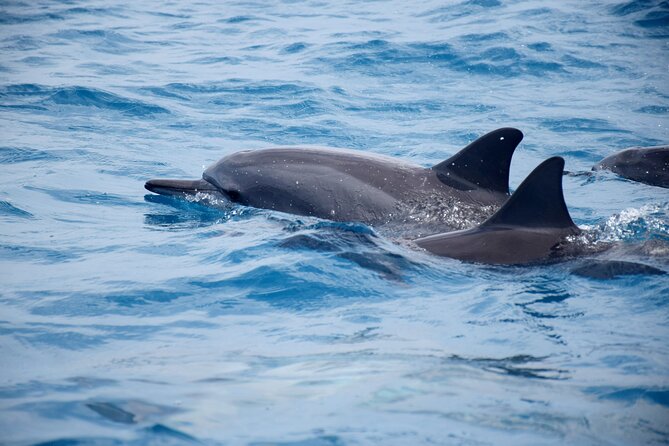 Whale watching and snorkelling in Moorea - Gear, comfort, and whether $230.78 is good value