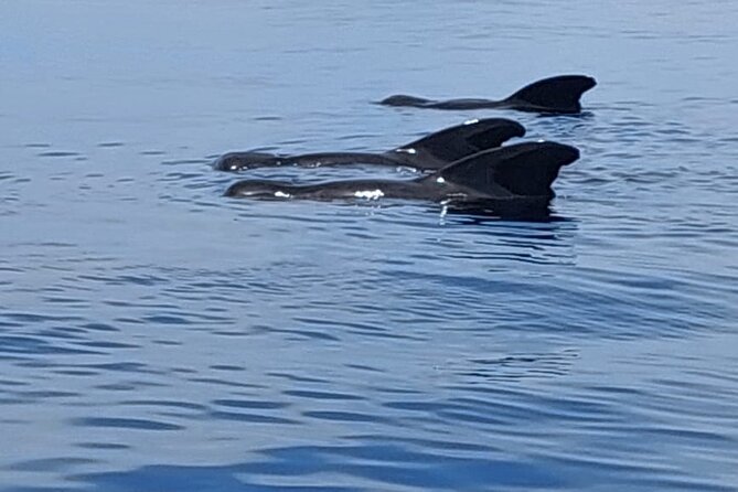 Whale watching and snorkelling in Moorea - Who should book this whale watching + snorkeling trip