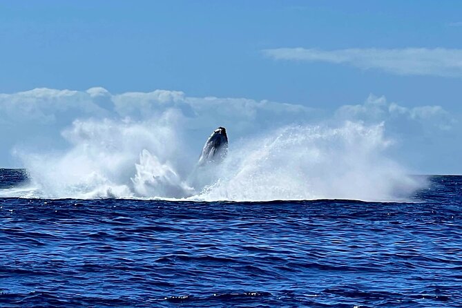 Whale watching and snorkelling in Moorea - How the 4 hours usually play out from the cruise quay