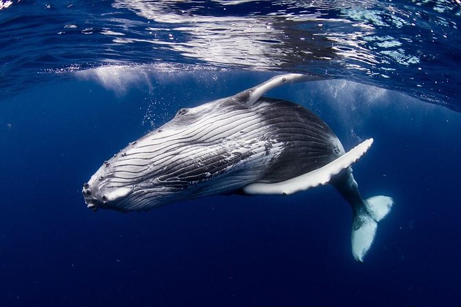 Whale Watching Bora Bora - Key things that make this whale tour worth your time