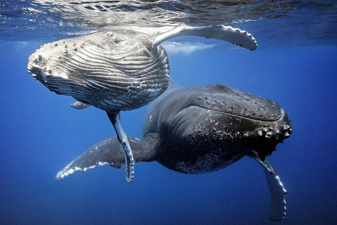 Whale Watching Bora Bora - Whale season in Bora Bora: when your odds get better