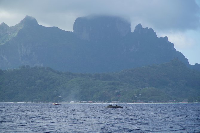 Whale Watching Bora Bora - Snorkeling gear and onboard setup that actually helps