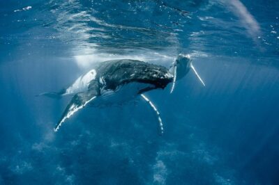 Whale Watching Bora Bora - Getting on the water: pickup, meeting point, and what happens first
