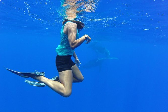 Whale Watching Bora Bora - Other marine life you can spot beyond whales