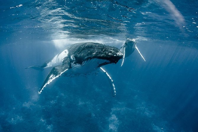 Whale Watching Bora Bora - Getting on the water: pickup, meeting point, and what happens first