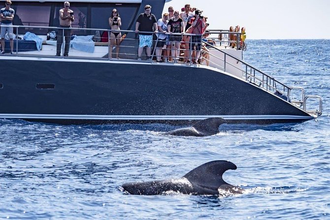 Whale Watching Catamaran in Costa Adeje (Including drinks & Sandwich) - Costa Adeje whale watching: how pickup and check-in really work