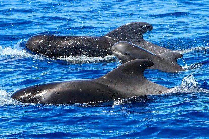Whale Watching Catamaran in Costa Adeje (Including drinks & Sandwich) - Step aboard: what a up-to-160 catamaran feels like at sea