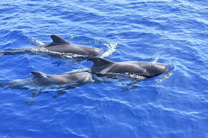 Whale Watching Catamaran in Costa Adeje (Including drinks & Sandwich) - The swim stop and boat jumping: fun, but bring the right mindset