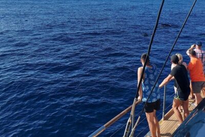 Whale Watching Catamaran in Costa Adeje (Including drinks & Sandwich) - Food and drinks: value that changes the whole trip