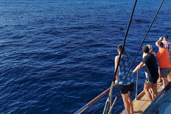 Whale Watching Catamaran in Costa Adeje (Including drinks & Sandwich) - Food and drinks: value that changes the whole trip