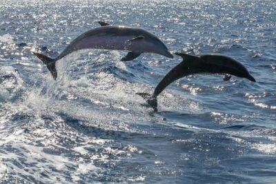 Whale Watching Catamaran to Los Gigantes & Masca (Including drinks & warm lunch) - Whale and dolphin spotting: how to set expectations