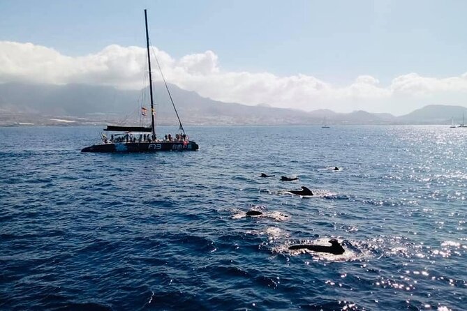 Whale Watching Catamaran to Los Gigantes & Masca (Including drinks & warm lunch) - Value check: is $72.08 a good deal?
