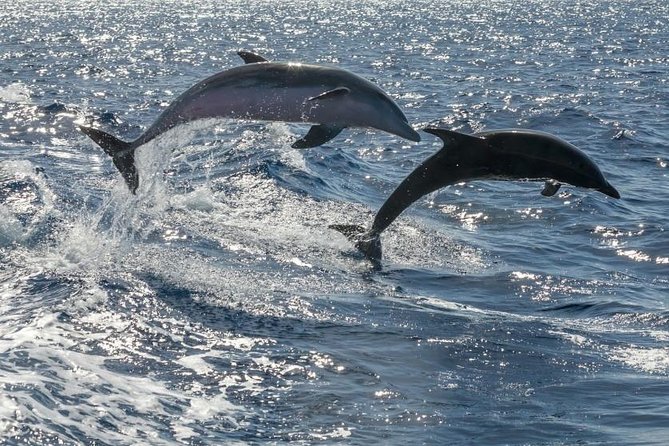 Whale Watching Catamaran to Los Gigantes & Masca (Including drinks & warm lunch) - Whale and dolphin spotting: how to set expectations