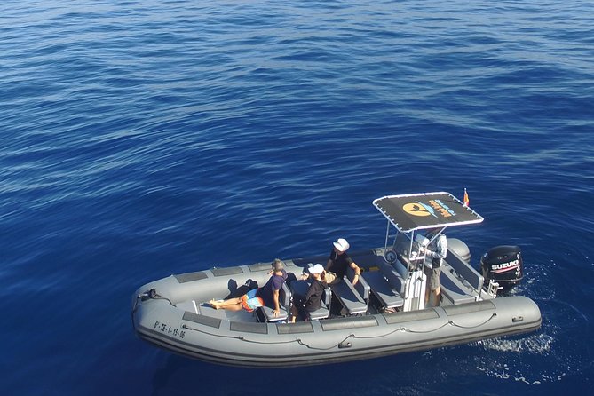 Whale Watching Eco-Adventure from Costa Adeje - Key Points You’ll Feel Right Away