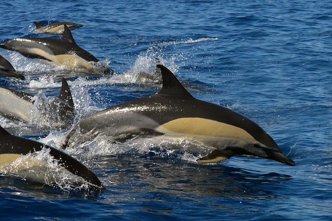 Whale Watching Eco-Adventure from Costa Adeje - Costa Adeje Whale Watching in the Teno-Rasca Marine Protected Area
