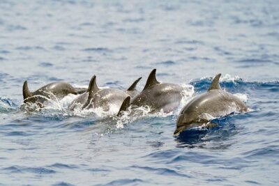 Whale Watching Eco-Adventure from Costa Adeje - The 2-Hour Plan: What Happens on the Water