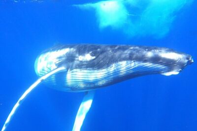 Whale watching in Moorea - Whale snorkel rules in Moorea: swims are short, controlled, and not guaranteed
