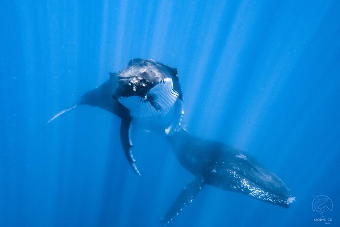 Whale watching on the preserved and quiet coast of Paea (Pk26) - Key highlights worth clocking
