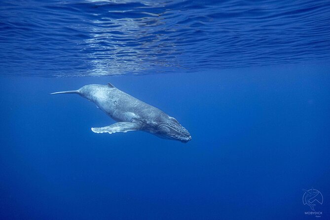 Whale watching on the preserved and quiet coast of Paea (Pk26) - The Stenella boat and group setup (6, 12, or private)