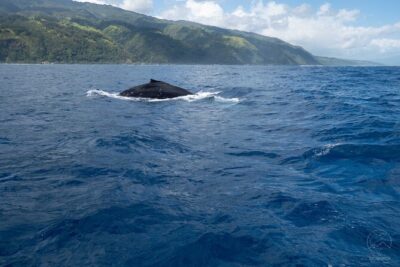 Whale watching on the preserved and quiet coast of Paea (Pk26) - How the guides use whale calls and strict approach rules