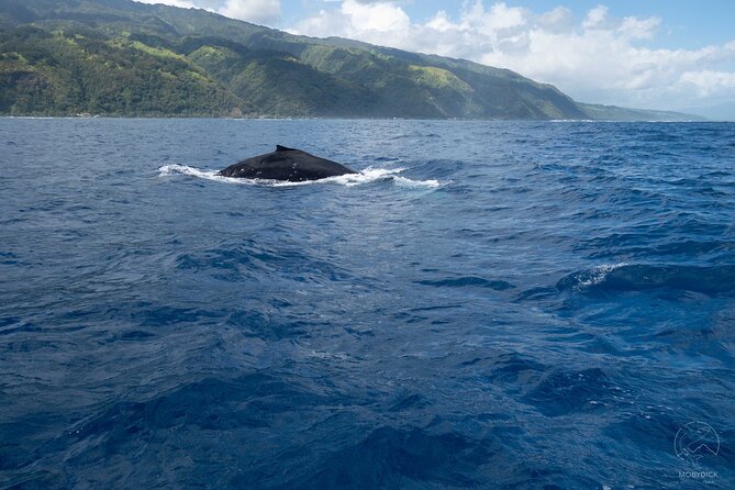 Whale watching on the preserved and quiet coast of Paea (Pk26) - How the guides use whale calls and strict approach rules