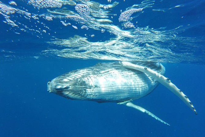 Whale Watching Tours in Bora Bora - Key things that make this whale trip work