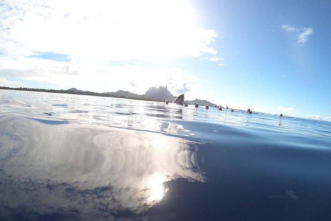 Whale Watching Tours in Bora Bora - When there are no whales (or just brief sightings), here’s how to judge the value