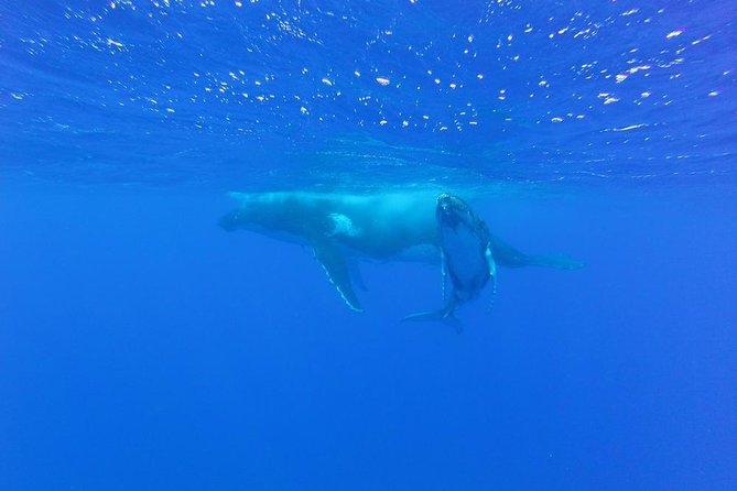 Whale Watching Tours in Bora Bora - The optional “launch” swim: exciting, but take the rules seriously