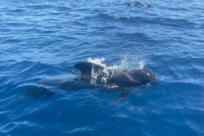 Whales and Dolphins excursion on a Luxury Yacht in Canary Islands - Food, drinks, and the bar service moment