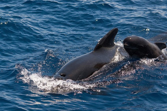 Whales & Dolphins watching in exclusive sailboat - Why this whale-and-dolphin trip feels better than the big tours
