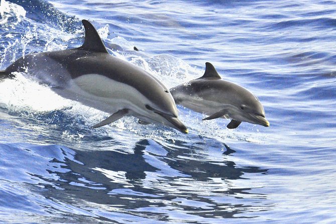 Whales & Dolphins watching in exclusive sailboat - The boat and the crew: small-boat confidence at sea