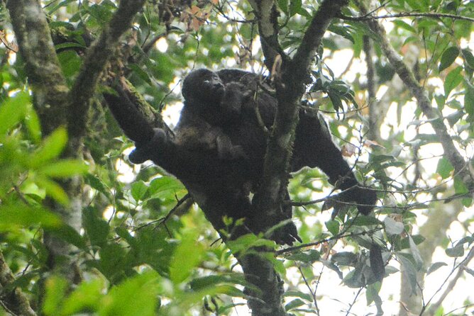 Wildlife Safari Float by Kayak in Peñas Blancas River from Arenal - Peñas Blancas River Kayak Safari: What you’re really booking