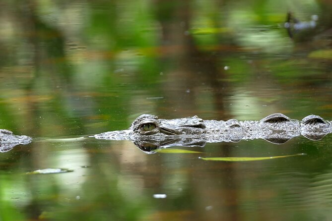Wildlife Safari Float by Kayak in Peñas Blancas River from Arenal - On the water: what paddling feels like and how wildlife spotting works