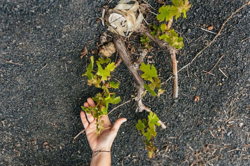 Wine Lovers: Wine Tasting Tour at El Grifo Bodega Lanzarote - Lanzarote’s trade winds and volcanic soils (and why they matter in your glass)