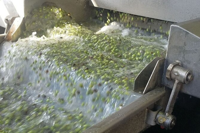 Wine, Olive Oil, and Honey Tour with Winemaker - Pickup, 9:30 Start, and Why a Max-8 Group Matters