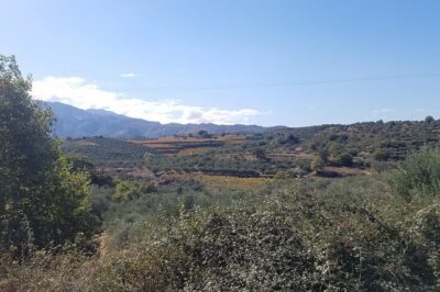Wine, Olive Oil, and Honey Tour with Winemaker - Inside a Family-Owned Olive Oil Mill: From Trees to Bottles