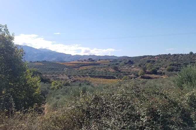 Wine, Olive Oil, and Honey Tour with Winemaker - Inside a Family-Owned Olive Oil Mill: From Trees to Bottles