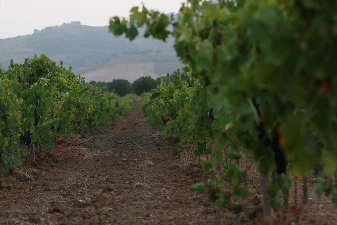 Wine Tour in the historic Baglio Florio Adamo with Lunch - Price and Logistics: What $78.44 Includes (and What It Doesn’t)